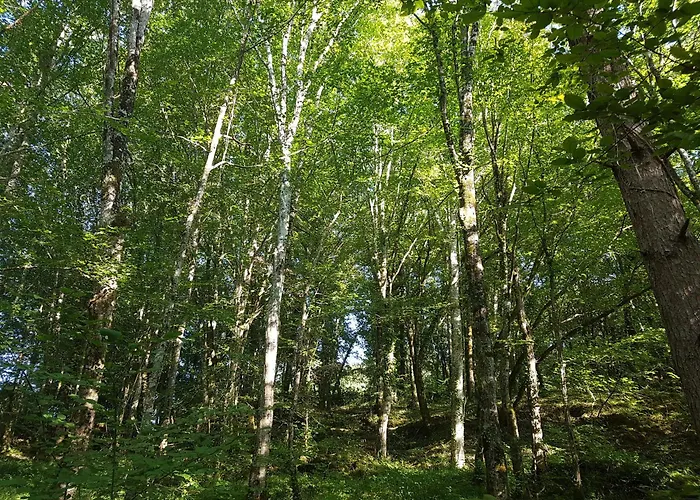 Manoir Perigord Noir/piscine Chauffee/etang&foret *